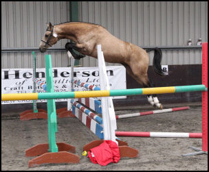 Blacklaw Pelorus Scottish Sports Horse Grading